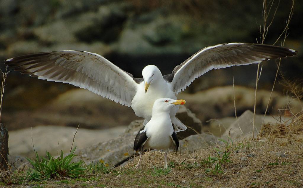 Black-backed Gulls by cruadinx is licensed under CC BY-NC-ND 2.0